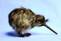 যে পাখির ডানা নেই