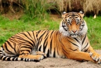 ছাগল বাঁচাতে বাঘের সঙ্গে লড়াই, রক্তাক্ত তরুণী