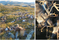 বজ্রপাতে একসঙ্গে তিন শতাধিক হরিণের মৃত্যু