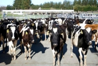 নিউজিল্যান্ডের গরু খামার থেকে ৫০০ গরু চুরি