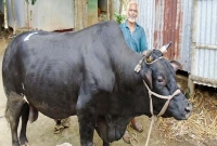  একটি ষাঁড়ের দাম ১৫ লাখ!