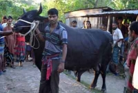 গরুর দাম ২০ লাখ!