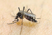 সিঙ্গাপুরে ৬ বাংলাদেশী নতুন করে জিকা ভাইরাসে আক্রান্ত