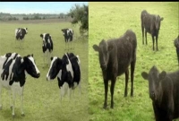 বাজছে বাজনা, নাচছে গরুগুলো, দেখলে সত্যিই অবাক হবেন!