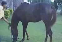 মাত্র একটি ঘোড়ার দাম ১ কোটি ১১ লাখ, চমকে গেলেন?