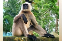 হাতির পর এবার বাংলাদেশে ঢুকে পড়েছে ভারতীয় হনুমান