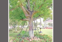 পাকিস্তানে গ্রেফতার প্রাচীন বট-বৃক্ষ, মুক্তির অপেক্ষা