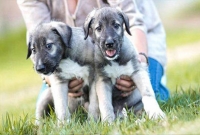 মানুষের পর এই প্রথম জন্ম নিল যমজ কুকুর!