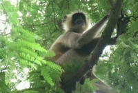 বিছানা থেকে নবজাতককে নিয়ে পালালো হনুমান