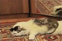 বানর বিড়ালের এ কেমন ভালবাসা?