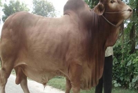 যেভাবে চিনবেন কৃত্রিম উপায়ে মোটাতাজাকরণ গরু  