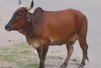 নিঃশ্বাসেও অক্সিজেন ছাড়ে গরু, আজব দাবি মন্ত্রীর!