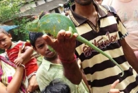 বিক্রি করলেই কয়েক লক্ষ টাকা! উদ্ধারের পরে কী হল ক্যামেলিয়নের?