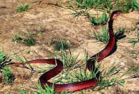 সাপের কামড়? ‘রুল অফ ১০০’ জানলেই বাঁচা সম্ভব