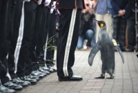 ব্রিগেডিয়ার পদে সম্মানিত পেঙ্গুইন!