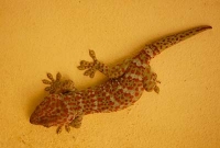 টিকটিকির জীবন বাঁচানো এক যন্ত্র, জানলে অবাক হবেন!