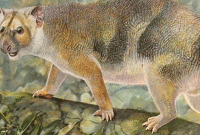 নতুন প্রজাতির সিংহ আবিষ্কার নতুন প্রজাতির সিংহ আবিষ্কার