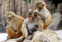 চাঁদপুরে বানরের তাড়া খেয়ে যুবকের মৃত্যু