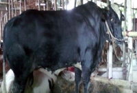    এই গরুটার দাম ১৮ লাখ, কোন হাটে জানেন?