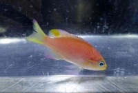  ওবামা মাছ!