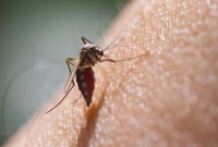 সিঙ্গাপুরে জিকা ভাইরাসে আক্রান্ত বাংলাদেশিদের সংখ্যা বাড়ছে