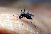 সিঙ্গাপুরে জিকায় আক্রান্ত বাংলাদেশির সংখ্যা বেড়ে ১৯