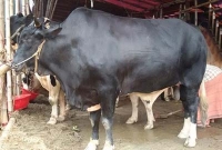 ১৭ হাজার টাকার ‌‘বাদশা’ কোরবানির হাটে ২২ লাখ টাকা!