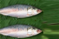 গভীর পানির ইলিশ ঢুকেছে খালে, এলাকায় চাঞ্চল্য