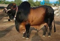 গরুর মাংস ঠেকাতে বিরিয়ানি পুলিশ গরুর মাংস ঠেকাতে বিরিয়ানি পুলিশ