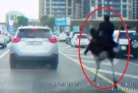 পিঠে সওয়ারি নিয়ে ব্যস্ত রাস্তায় উটপাখির দৌড়!