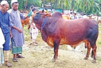 কোরবানির গরুর নাম ‘কালো মানিক’, মেসি, ‘বাদশা’!