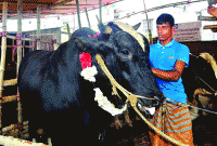 এই গরুটির দাম ২২ লাখ টাকা