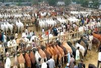 লক্ষাধিক পশুর জন্য চিকিৎসক মাত্র ৩ জন