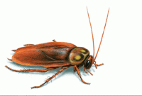 জানেন, মাথা না থাকলেও কতদিন বেঁচে থাকে তেলাপোকা?