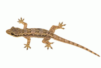 টিকটিকির যন্ত্রণা থেকে বাঁচার ৬টি চমৎকার সমাধান