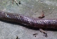 দুই পা-ওয়ালা সাপ, দেখতে হাজার মানুষের ভিড়!