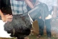 ছাগল কিনলে গরু ফ্রি!