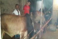 ঈদের আগে গরু চুরির হিড়িক-পুলিশ বলছে কিছুই জানিনা !