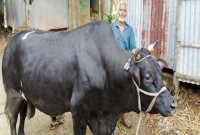 খরচ ৫ লাখ, ষাঁড়টির দাম ১৫ লাখ!