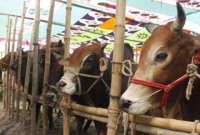 রাজধানীতে কোরবানির হাট শুরু ১৭ জুলাই থেকে  রাজধানীতে কোরবানির হাট শুরু ১৭ জুলাই থেকে