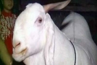 খায় কোল্ড ড্রিঙ্ক, এই ছাগলটির দাম ২১ লাখ!