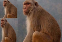 হোস্টেলের ছাত্রদের বিছানা দখলে বানর!