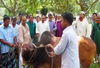 জামালপুরে আজ বঙ্গবন্ধু ও প্রধানমন্ত্রীর নামে গরু কোরবানি