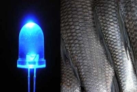 অবাক কাণ্ড, মাছের আঁশ থেকে বিদ্যুৎ উৎপাদন!