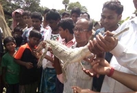  মাছ নয়, বড়শিতে এবার ধরা পড়লো আস্ত কুমির!