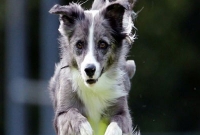 প্রাণপ্রিয় কুকুরের জন্য নিজের বিয়ে ভেঙে দিলেন তরুণী