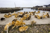 যে দ্বীপে বিড়াল আর বিড়াল!