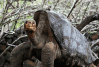 ৮০০ সন্তানের বাবা এই কচ্ছপটি