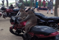 বানরদের ঈদ আনন্দ