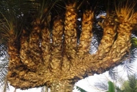 বড়াইগ্রামে ১৩ মাথাবিশিষ্ট খেজুর গাছ !